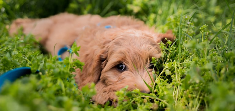 A brown Cockapoo laying down in grass partially covering his face.