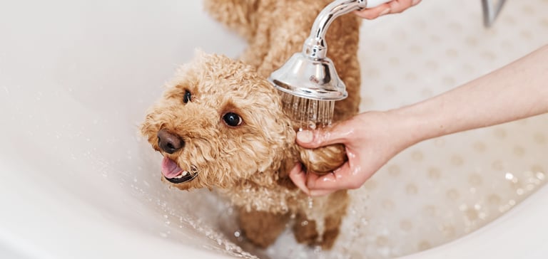 A Cockapoo having his ears washed.