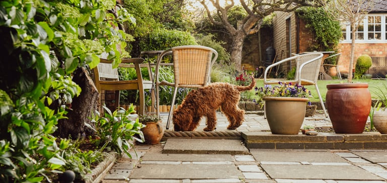 A brown dog sniffing around outdoor patio furniture.