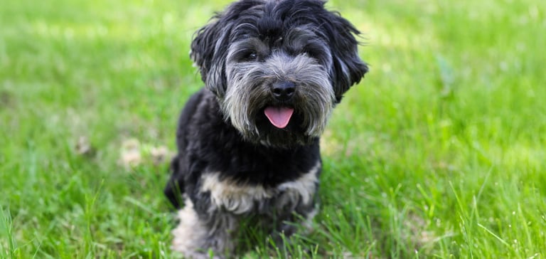 black and grey maltipoo sitting on grass with tongue out