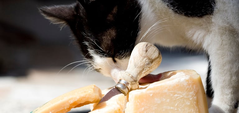 a black and white cat sniffing some cheese