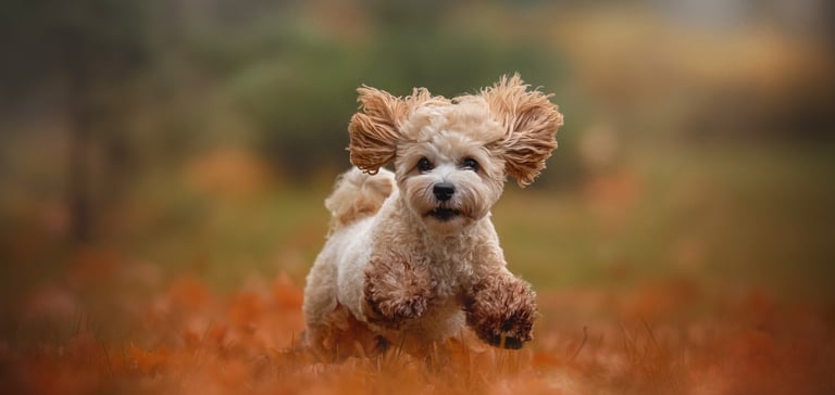 Maltipoo running on a field