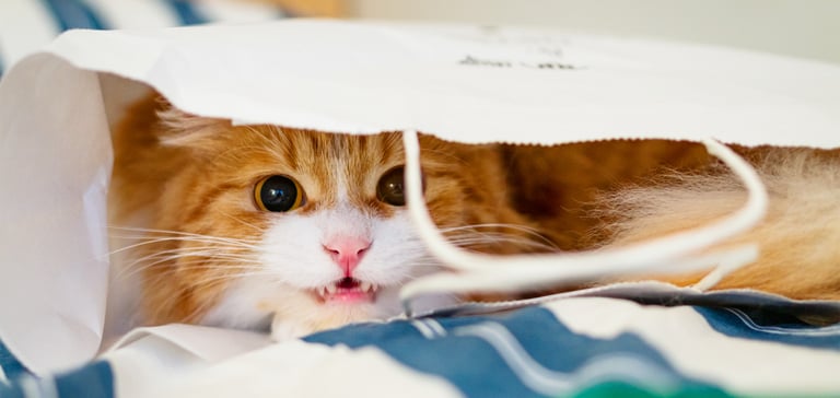 A ginger cat hissing in a white bag.