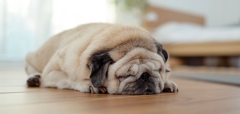 A pug with lots of wrinkles laying down on the floor.