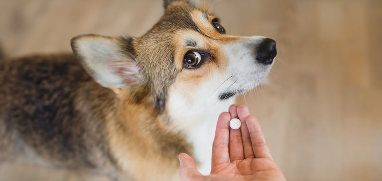 A dog being given a tablet