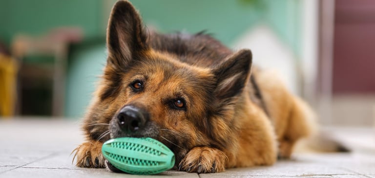 A german shepherd sat with a toy.