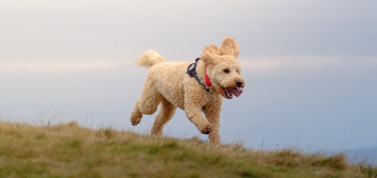 cockapoo running on grass