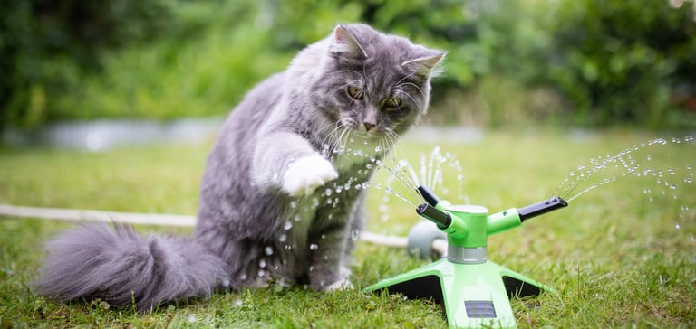 A grey cat playing with a water sprinkler outdoors.