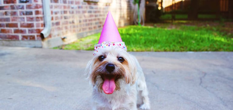 a dog in a party hat