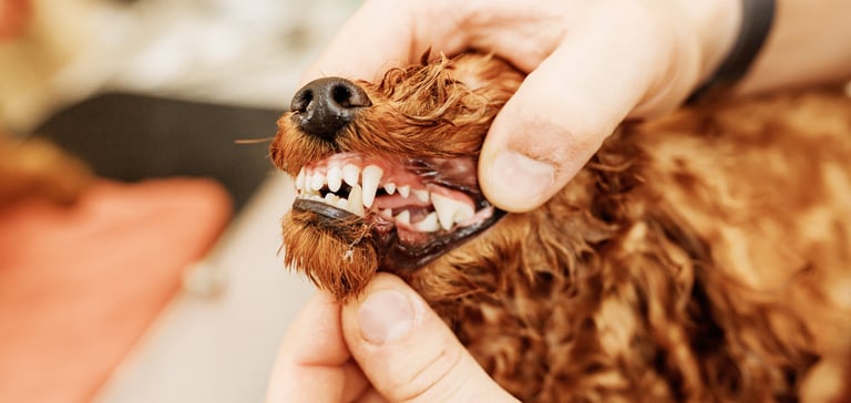 A close up of a dog having their teeth professionally cleaned.