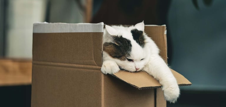 A cat playing in a box