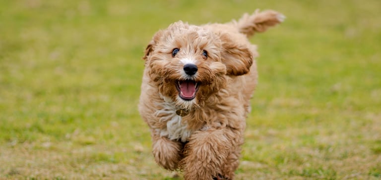 puppy running across grass