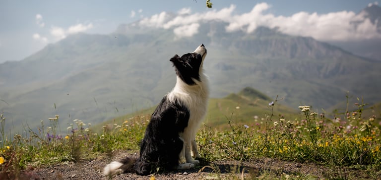 a border collie looking up against a mountain backdrop