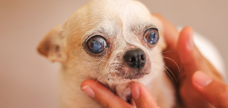 Little chihuahua with cataracts