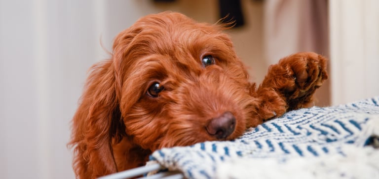 A red Cockapoo peeking up onto a bed.