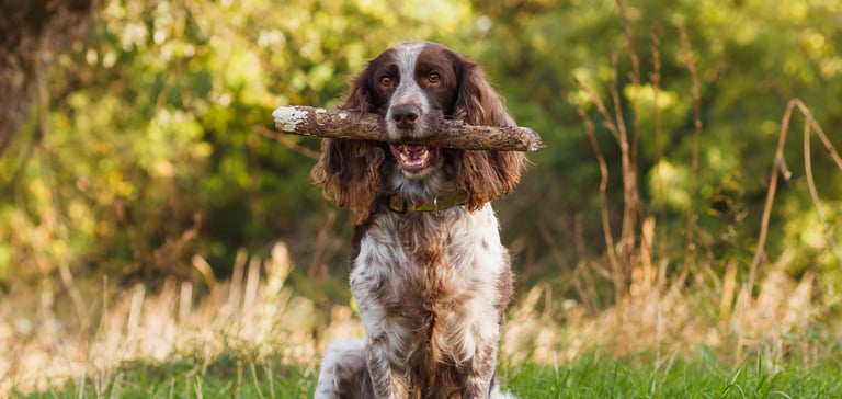 a cocker spaniel holding a stick