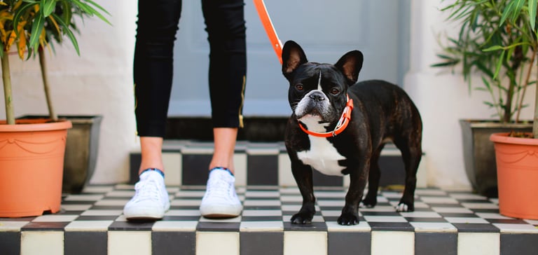 A boston terrier standing on black and white tiles.