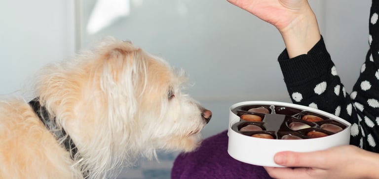 dog looking lovingly into heart-shaped box of chocolates