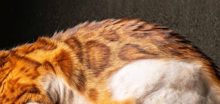 Cat's body with fur missing