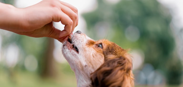 a dog being given a tablet by their owner against a green leafy blurred background