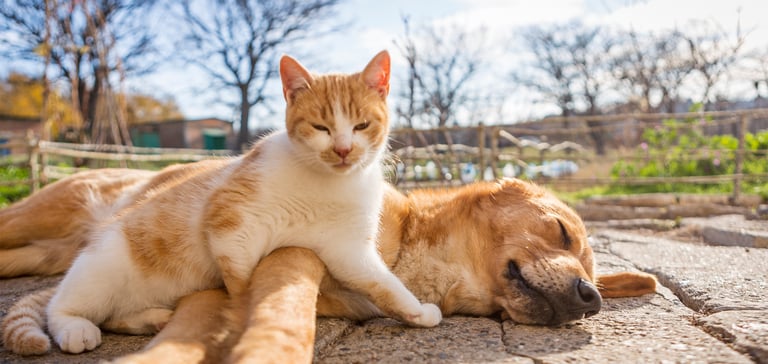 A ginger cat laying on a labrador.