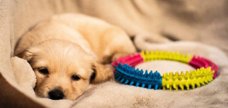 puppy's first night in bed with toy