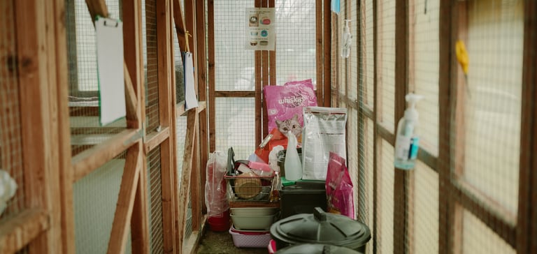 Inside Cattery 2 at Jacksons.