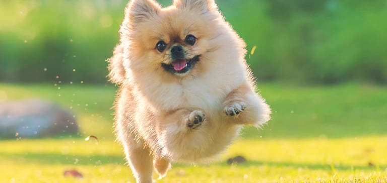 A red haired Pomeranian dog jumping through the air on grass.