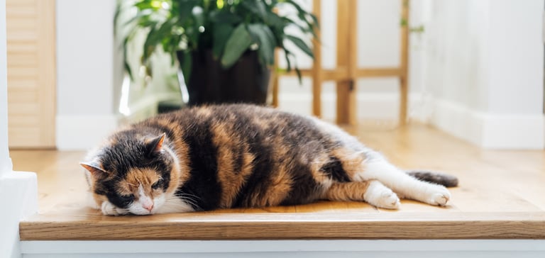 a cat laying at the top of the stairs