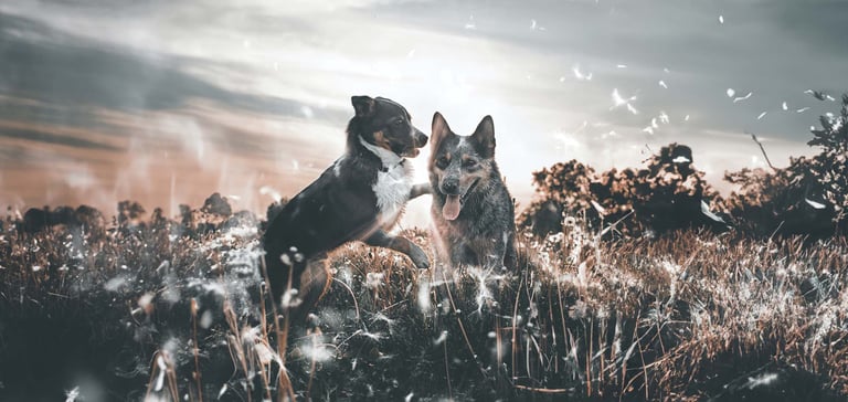 a puppy saying hello to an adult dog