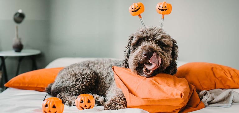a dog wearing pumpkins