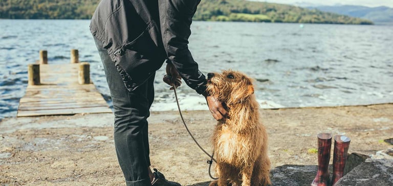 A dog looking up at its owner