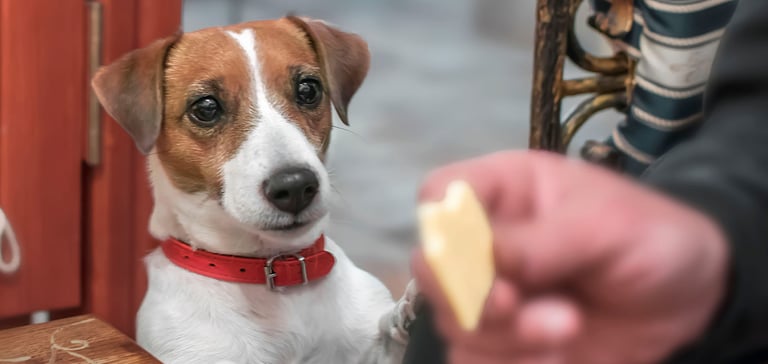 jack russell gazing intensely at a piece of white chocolate being held by owner