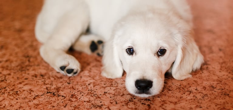 A Labrador puppy laying down on an orange mat.