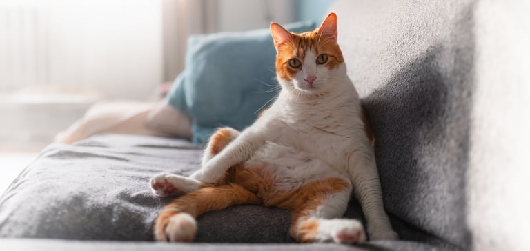 A ginger and white cat sitting upright on a sofa.