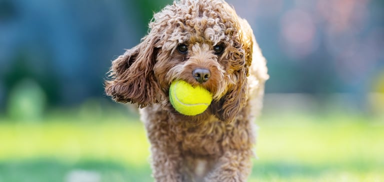 A Cavapoo walking with a tennis ball in their mouth.