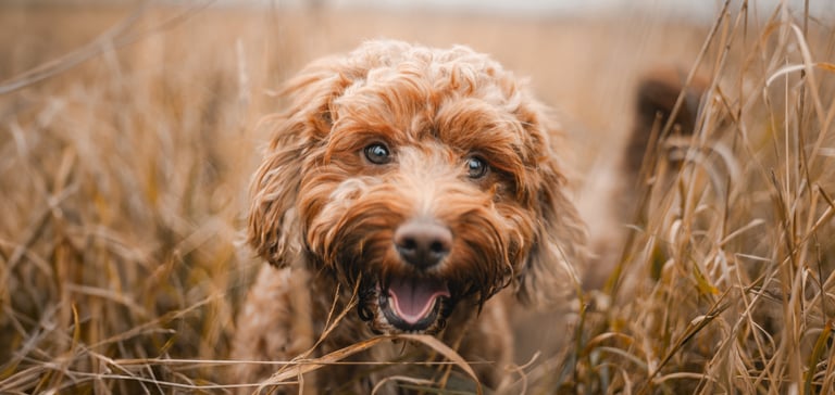 A close up of a brown Cockapoo in a field.