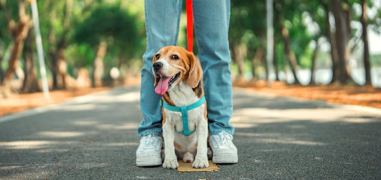 A Beagle stood between their owner's legs.