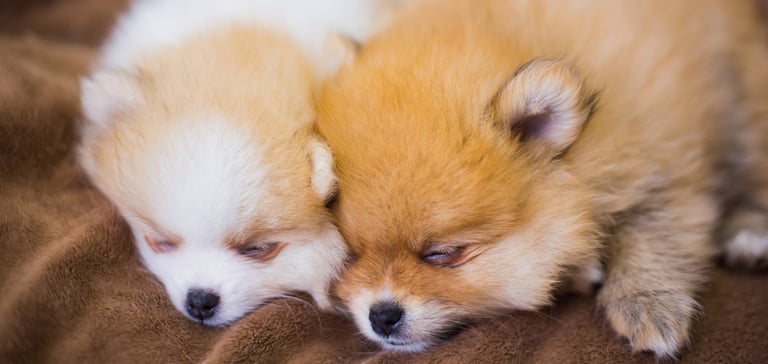 Two Pom puppies laying next to one another.