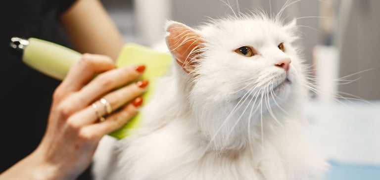 woman using flea comb on a cat