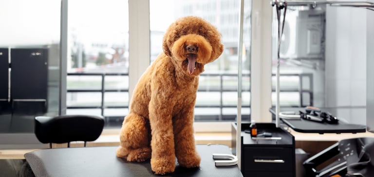 Apricot labradoodle standing at the groomer table.