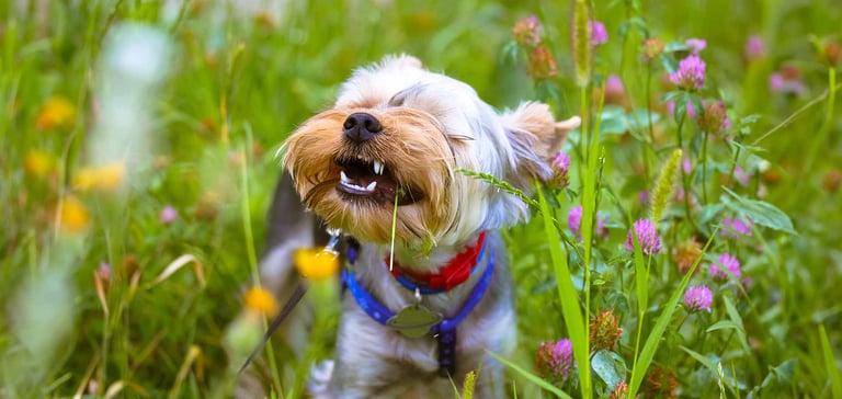 a dog eating grass