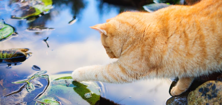 A ginger cat trying to catch a fish in a pond.