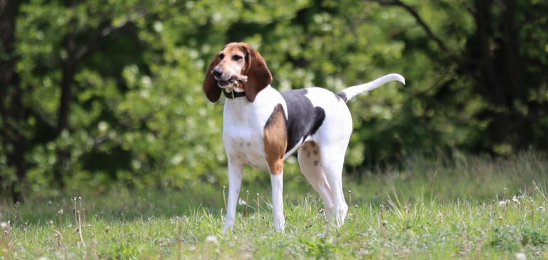 An English Foxhound standing on the grass outdoors.