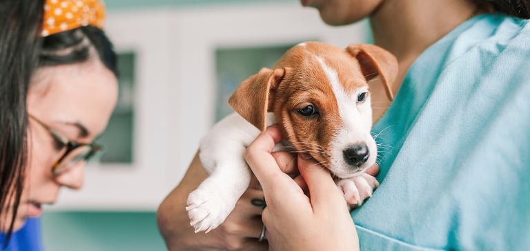 a puppy being held by a nurse
