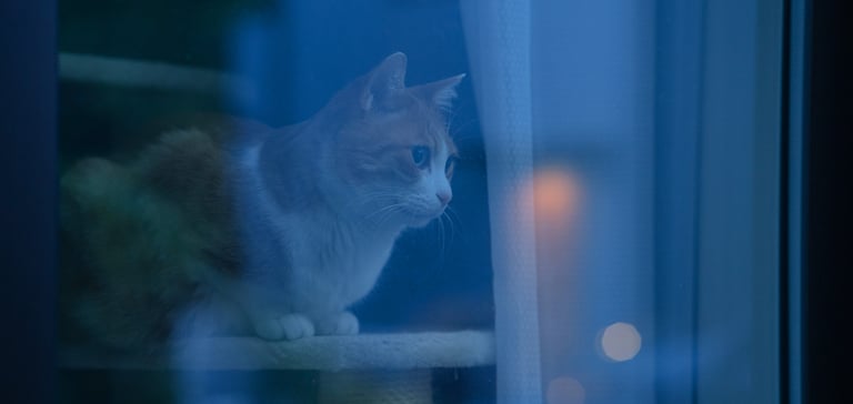 ginger cat staring out of window into the dark