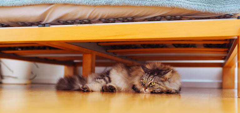 A cat laying down under a bed.