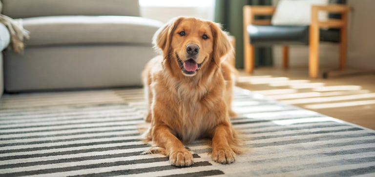 A golden retriever laying down on a stripey rug.