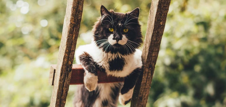 A cat on a ladder