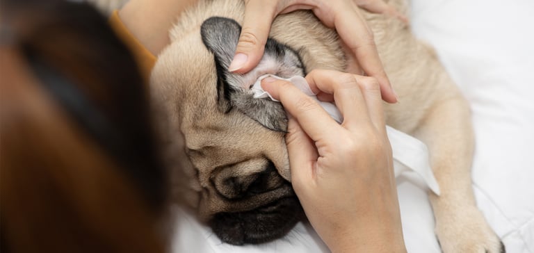 A Pug having his ears cleaned.